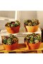 S 6 PCS Terracotta Buld Pots 3.5"x2.2" Flower Pots Clay Pottery Planter with Drainage Hole Cactus S. - 4