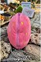 20 cm Surprise Strawberry Rabbit Pelus - 2