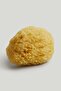 Natural Sponge