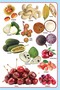 My Jumbo Fruit Pictionary - 6