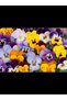 Pansy Seeds for Planting – Premium Colorful Pansy Flower Seeds for Home Garden, Pots & Balcony - 2