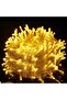 100m 1000LED warm white outdoor string.
