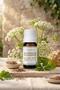 Celery Seed Oil 100% Natural Body Care Massage Oil Celery Seed Essential Oil 10 ml - 5