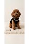 Cat and Dog Pendant Athlete - 2