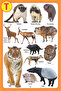 My Jumbo Animal Pictionary - 6