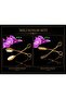 Gold Double Service Presentation Cake Salad Scissors Tongs Set - 2
