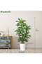 150cm Artificial Dracaena Tree Tall Fake Plant with White Pot - Realistic Faux Dragon Tree - 4
