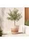 Julie Stoneware Organic Striped Desert Planter 35x35x30.5cm - Brown