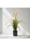 Perennial Potted Onion Grass Bush With Pampas H90cm - Green