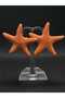 Sea Star Model Mine Handcrafted Steel Women's Earrings Summer Model Stylish Accessory Jewelry Titanium Summer Style New Gift Luck