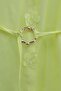 Modal Tunic with Floral Detail on the Front and Buckle Belt - Light Yellow - 6
