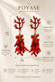 Coral Formed Red Dangle Earrings Mediterranean Inspired Original Design Women's Earrings - 2