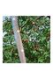 Bird Scare Reflective Tape Multicolour 106.68meter - 2