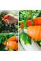 1Pc Size m Practical Thumb Protector Vegetable Cutting Peeling Weeding Gloves - 4