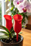 Plant Watering Container Red Distillation - 5