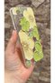 Redmi Note 12S Compatible Green Floral Pattern Transparent Shock-Absorbing Clear Case with Camera Protection - 4