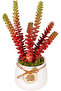 Succulent Arrangement in Ceramic White Flowerpot Red 14X22 Cm. - 3