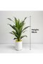 Faux Dracaena Fragrans Plant (98cmH) | Artificial Brazilian Iron Tree with White Vintage Pot & Yellow Pebbles | Low-Maintenance Fake Plant for Indoor/Outdoor Home Office Decor - 2