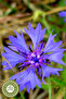 Eye-Popping Genuine Cornflower, Blue St. John's Wort {Centaurea Cyanus} of Ottoman Medicine |   60Gr. - 5