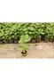 ARONYA FİDESİ 5 ADET - 5