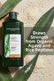 Soothing Prebiotic Shampoo 300 ml for Oily and Frizzy Hair Types - 2