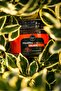 Chicory Coffee with Collagen 120 Gr Glass Jar 100% Soluble Coffee - 5