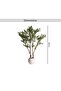 Olive Tree With Pot H250cm - Green - 5