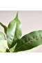 Schefflera Artificial Tree H120cm - Green - 2