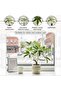Money Plant Artificial In Pot H55cm - Green - 4
