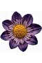 5cm Dahlia Star Flower Silicone Mold K-1589, Stone Powder Soap Plaster Candle Mold - 5