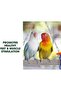 Beak Roll Bird Swing, Natural Pumice Perch Toy Trims Nails & Beaks, Safe Non-Toxic - 3