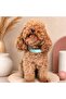 Blue Ship Pattern Adjustable Dog Collar and Leash Set 3 Sizes S-M-L - 3