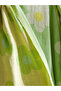Esvab • Modern & Distinctive Floral Printed Cotton Peshtamal Towel - 4