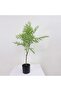 Artificial Jacaranda Tree H59cm - Green - 3
