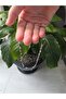 Natural Agate Stone Positive Energy 35 cm Necklace - 2