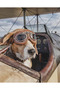 Dog Sunglasses Sakari - 2
