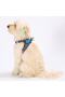 Dino Air-mesh Chest Collar Cat Dog Chest Collar - 2
