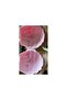 Tupperware Cupcake Shaped Multi-use Container Tupperware - 3