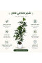 شجرة اصطناعية بيضاء فاخرة في وعاء |   شجرة زينة صناعية عصرية |   شجرة اصطناعية أنيقة |   ديكورات صناعية فائقة الجودة - 4