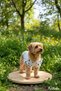 Cat-Dog 100% Cotton Viscose Summer Shirt - Undershirt - Dress - Clothing - 5