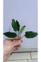 Bitki L019E Anubias barteri var Nana (Type E) - 5