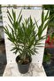 Zakkum nerium oleander