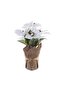 Artificial Euphorbia Pulcherrima In Brown Flax Bag 31.12x28.58x38.74cm - White - 3