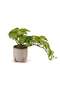 Alocasia Plant In Ceramic Pot H28cm - Green - 3