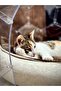 ŞEFFAF KEDİ EVİ DOME - 5