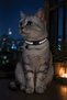 Kpc-10152C Reflective Cat Collar |   20–30 cm Adjustable |   Safety Buckle |   Water Resistant - 2
