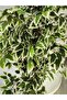 Ficus 180cm - 2