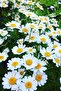 Daisy Flower (WHITE DAISY) 250 gr - 5