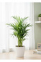Areca Small Holland - With Plastic Pot - 30cm to 40cm