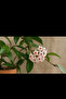 Mum çiçeği hoya - 2